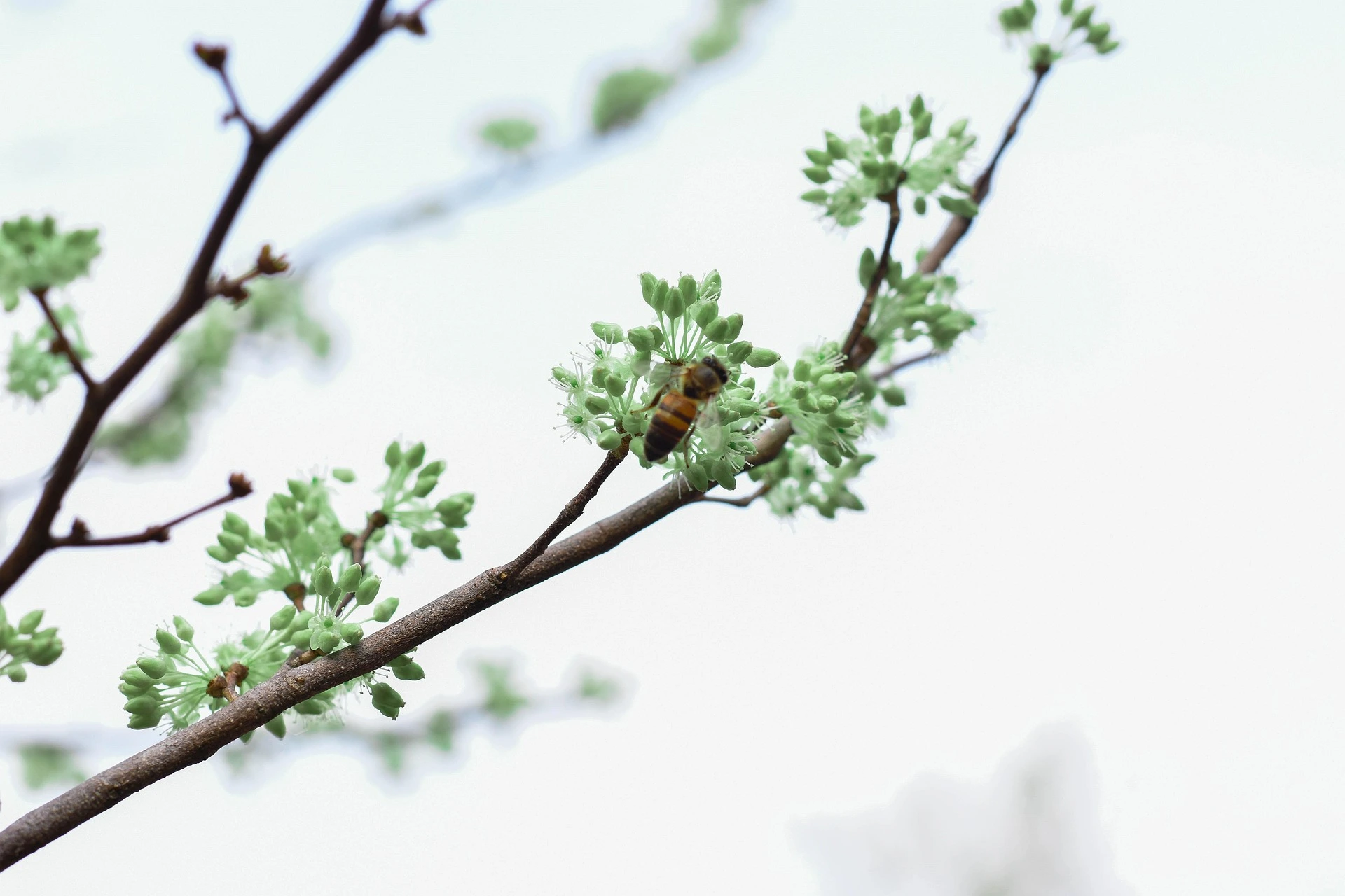 Logra unas uñas dulces y sofisticadas para tu próximo bautizo. Confía en las mejores manicuras de Barakaldo, con la experiencia y mimo de Lima’s desde 2001.